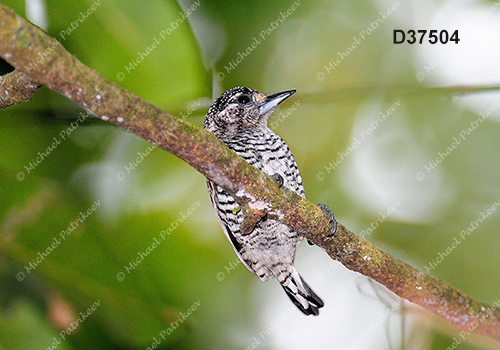 White-barred Piculet (Picumnus cirratus)